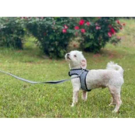 Gingham Dog Harness Vest K52691