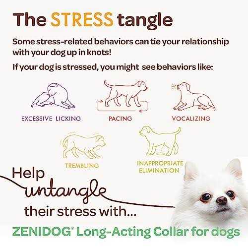 Long-acting Collar Medium/large S250