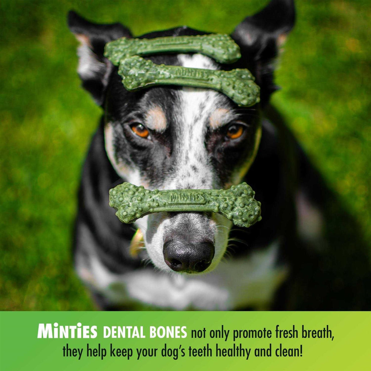 Dental Treats Dogs T34598