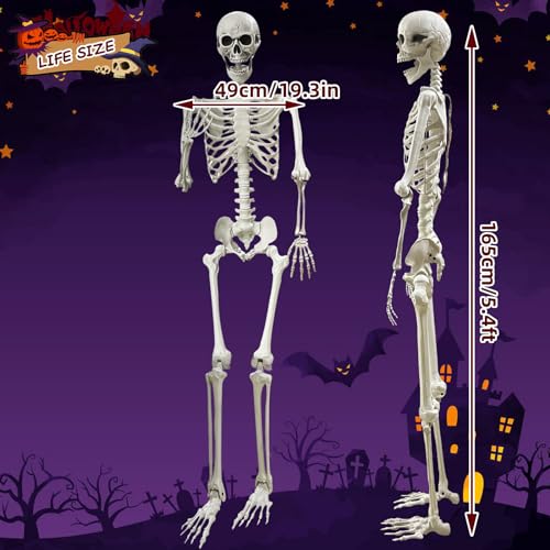 5.4Ft Posable Life Size Human Skeleton with Movable Joints N177178