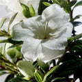 White Flowering Shrub 1 Gallon A626