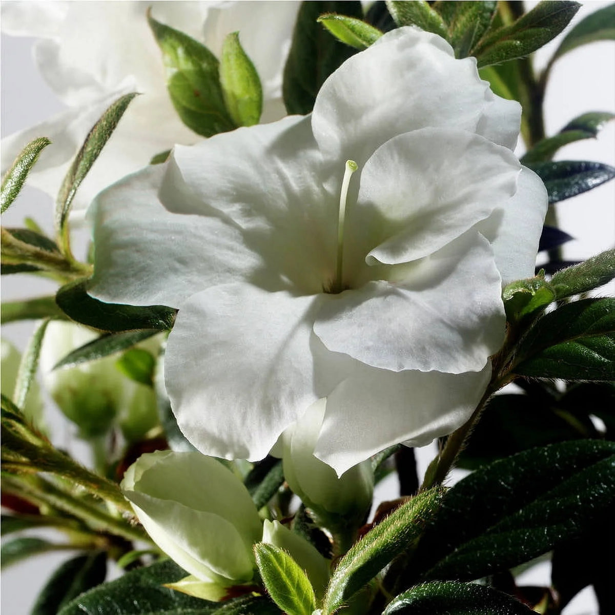 White Flowering Shrub 1 Gallon A626
