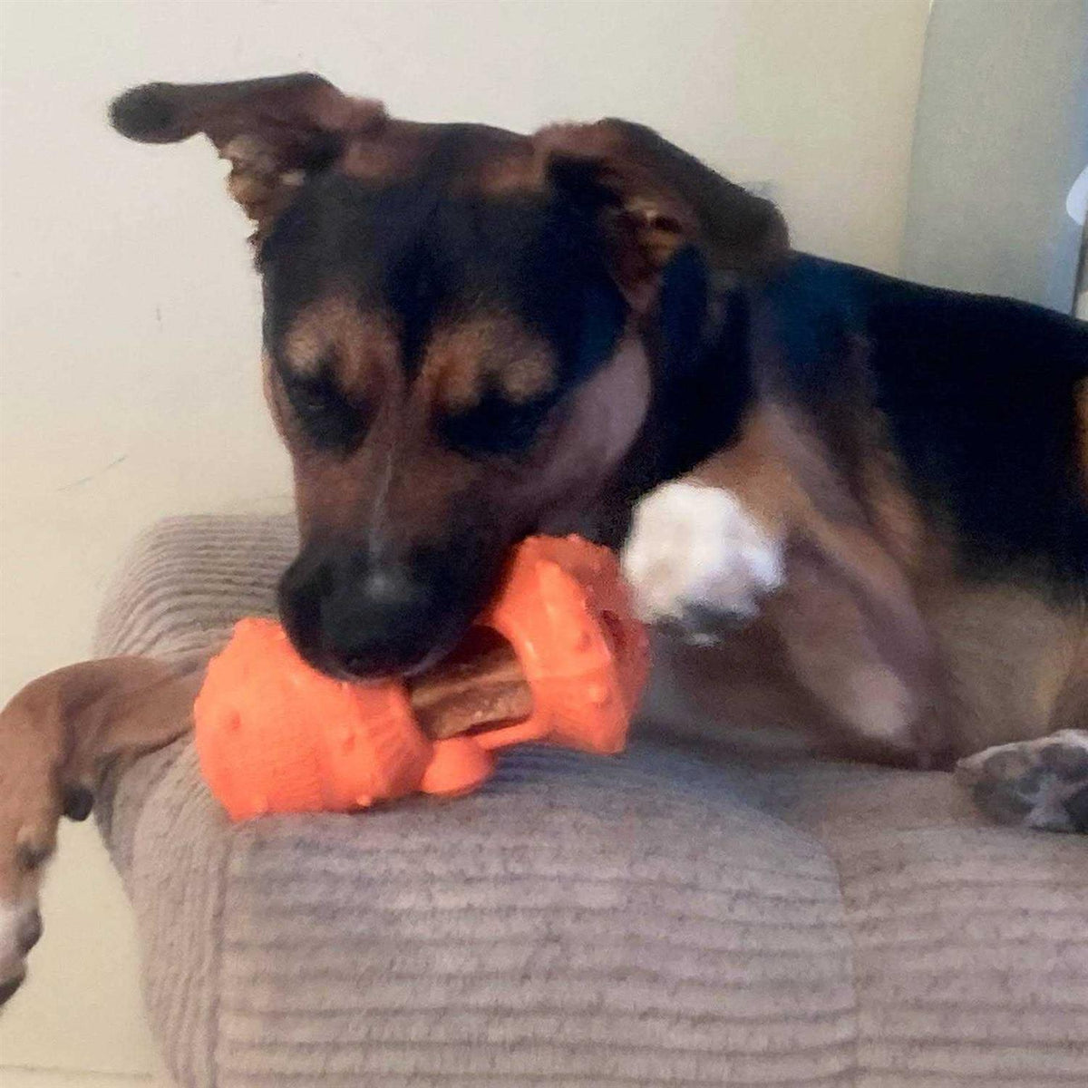Dog Chew Toy Y479