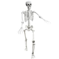 5.4Ft Posable Life Size Human Skeleton with Movable Joints N177178