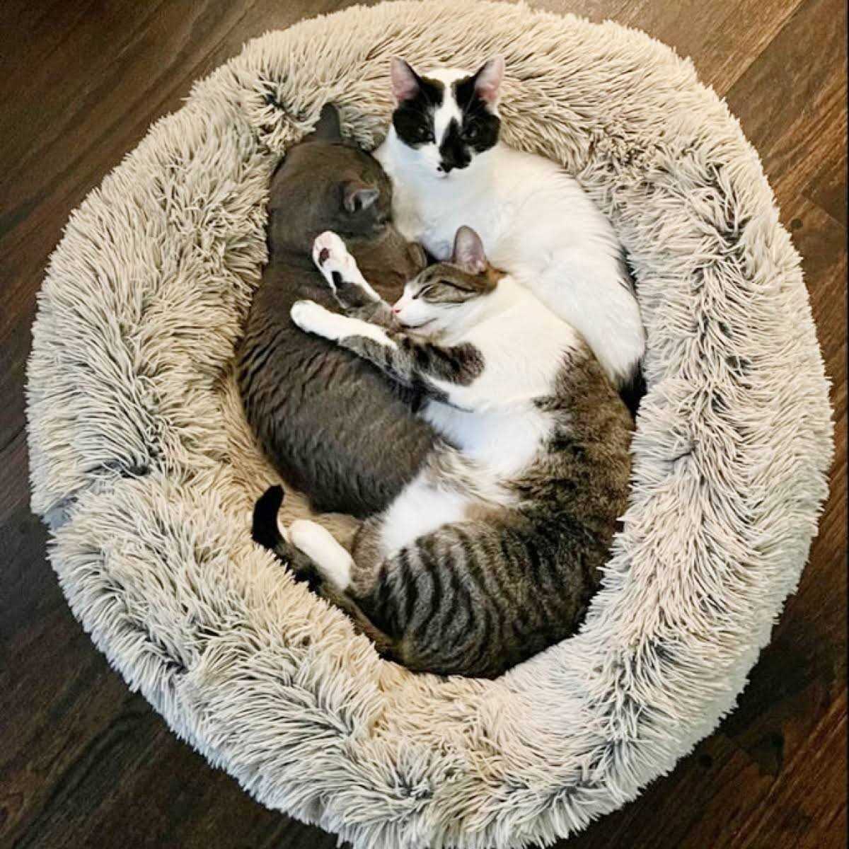 Cuddle Bed H914317