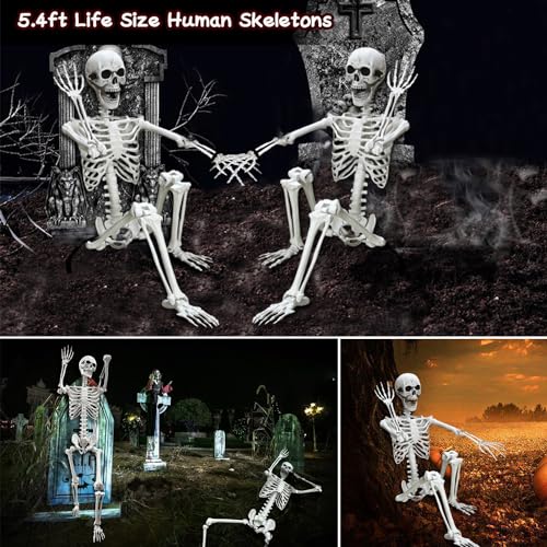 5.4Ft Posable Life Size Human Skeleton with Movable Joints N177178