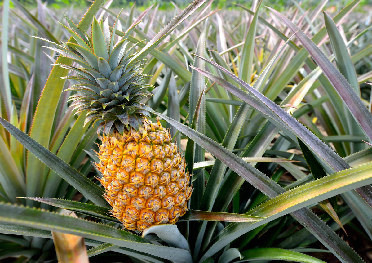 Organic Pineapple Powder, 5 Pounds R626