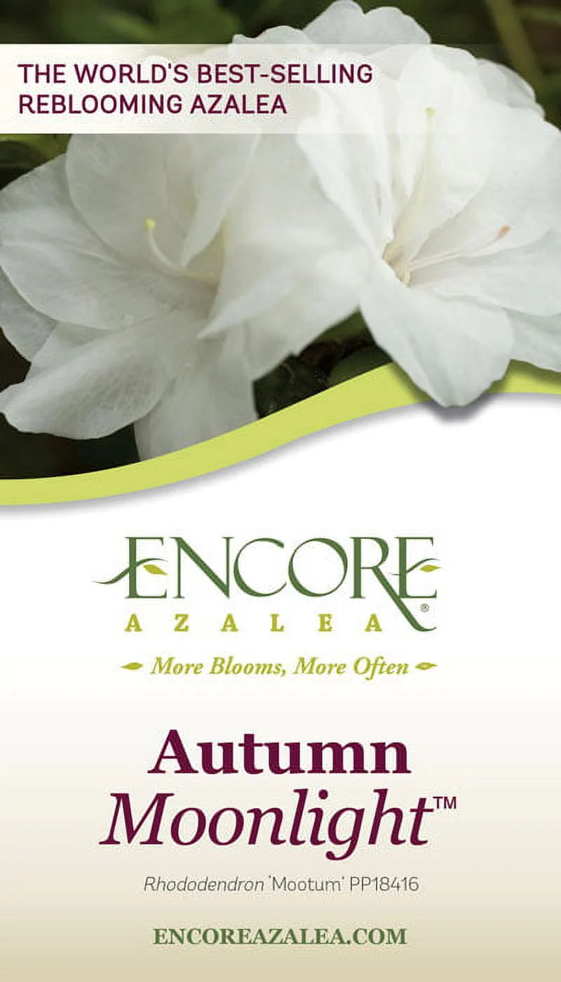 White Flowering Shrub 1 Gallon A626